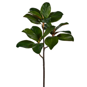 Magnolia Leaf Branch